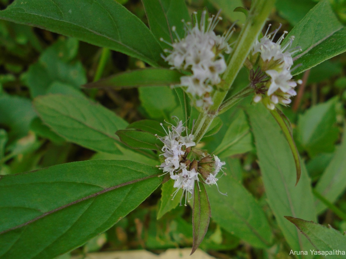 Mentha arvensis L.